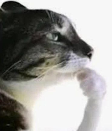 soloveysoloveykin@gmail.com